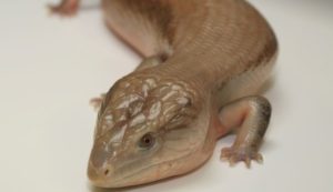 Patternless Hypo Blue Tongue Skink