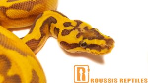 Super Enchi Ghost Pied- The Glow Ball